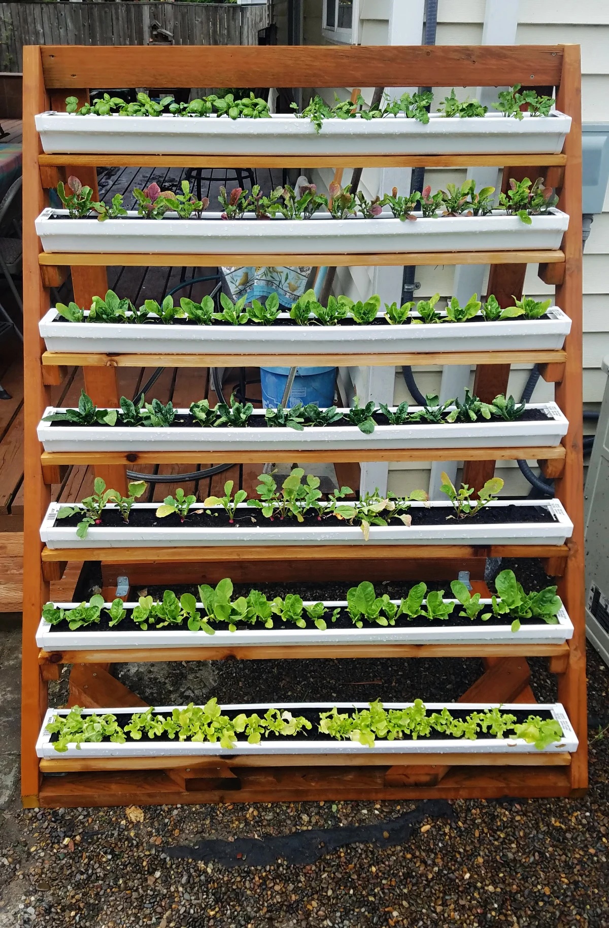 DIY rain gutter vertical planter planted with herbs and greens.