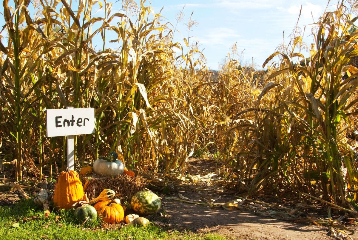 Corn maze entrance with a enter sign next to a hay bale and pumpkins.