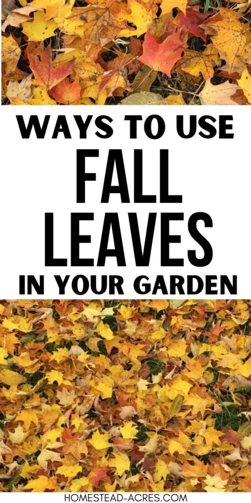 Collage image of yellow and red fall leaves. Text overlay says Ways To Use Fall Leaves In Your Garden.