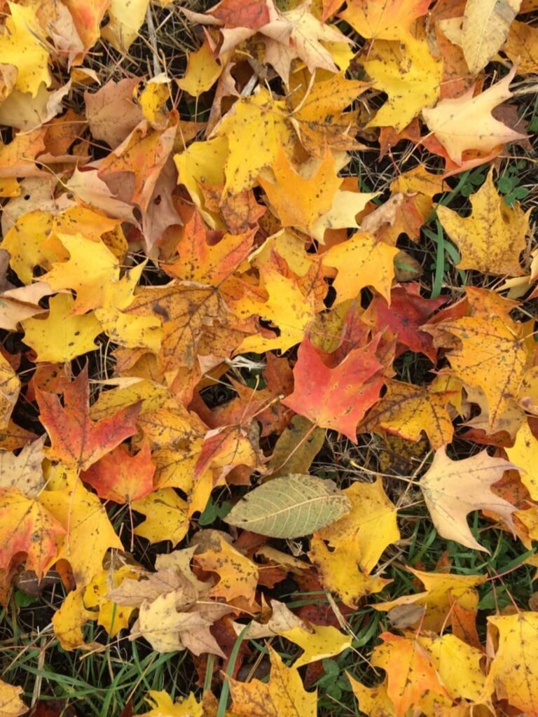Yellow and red fall leaves on the grass.