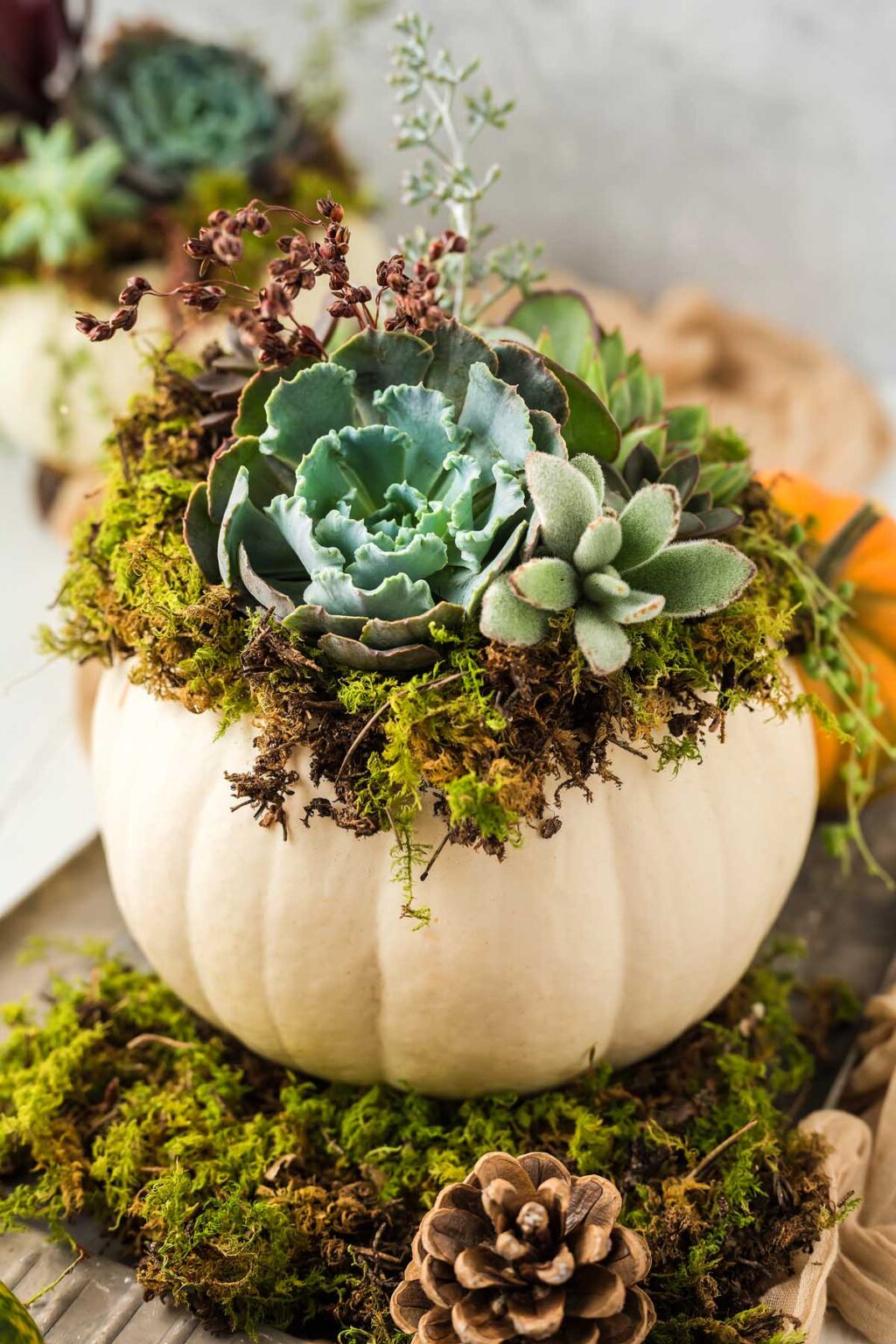 White pumpkin planter with succulents.