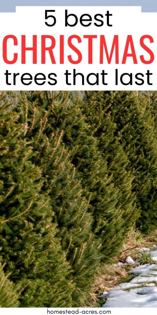 Row of pine trees at a Christmas tree farm. Text overlay says 5 Best Christmas Trees That Last.
