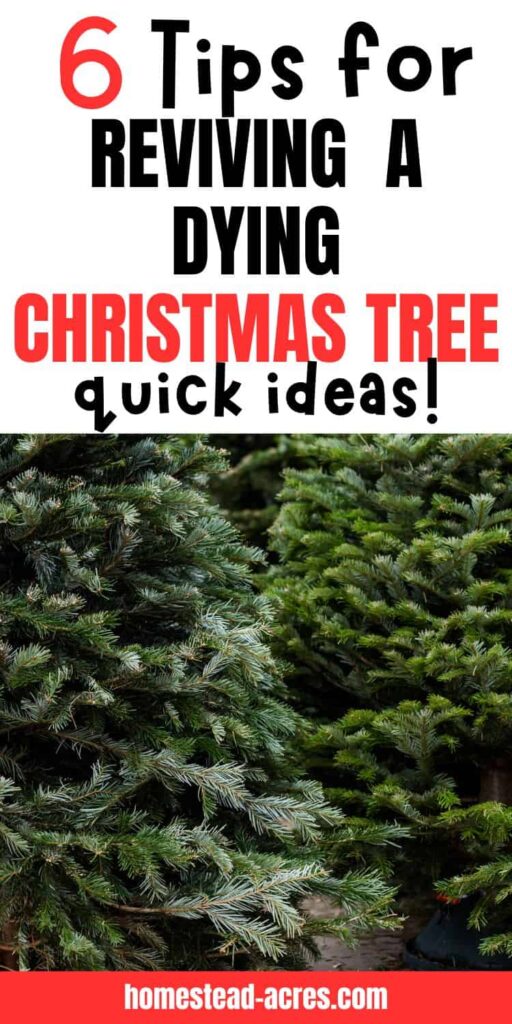 Pine trees at a Christmas tree lot. Text overlay says 6 Tips For Reviving A Dying Christmas Tree Quick Ideas.