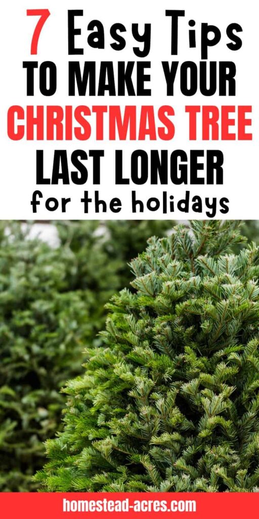 Live trees at a Christmas tree farm. Text overlay says 7 Easy Tips To Make Your Christmas Tree Last Longer For The Holidays.