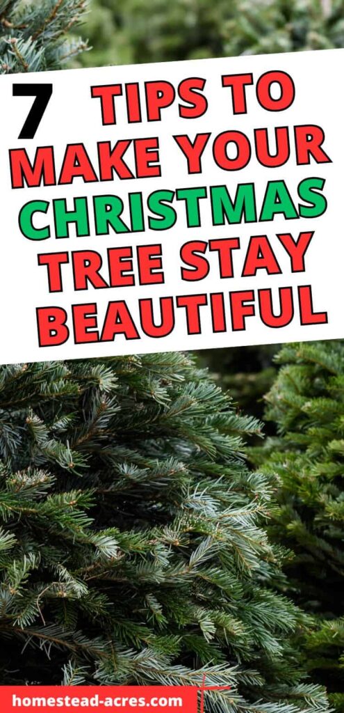 Live Christmas trees at a lot. Text overlay says 7 Tips To Make Your Christmas Tree Stay Beautiful.