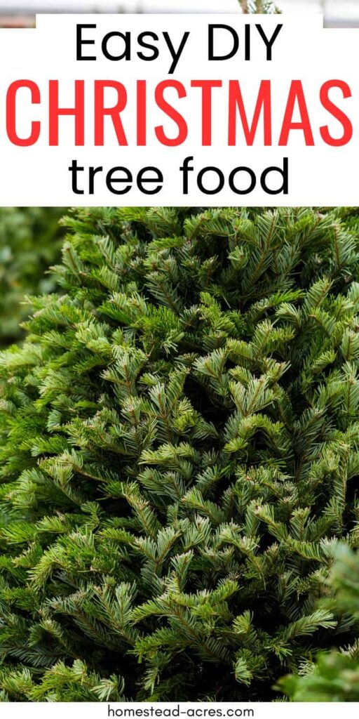 Pine tree at a Christmas tree lot. Text overlay says Easy DIY Christmas Tree Food.
