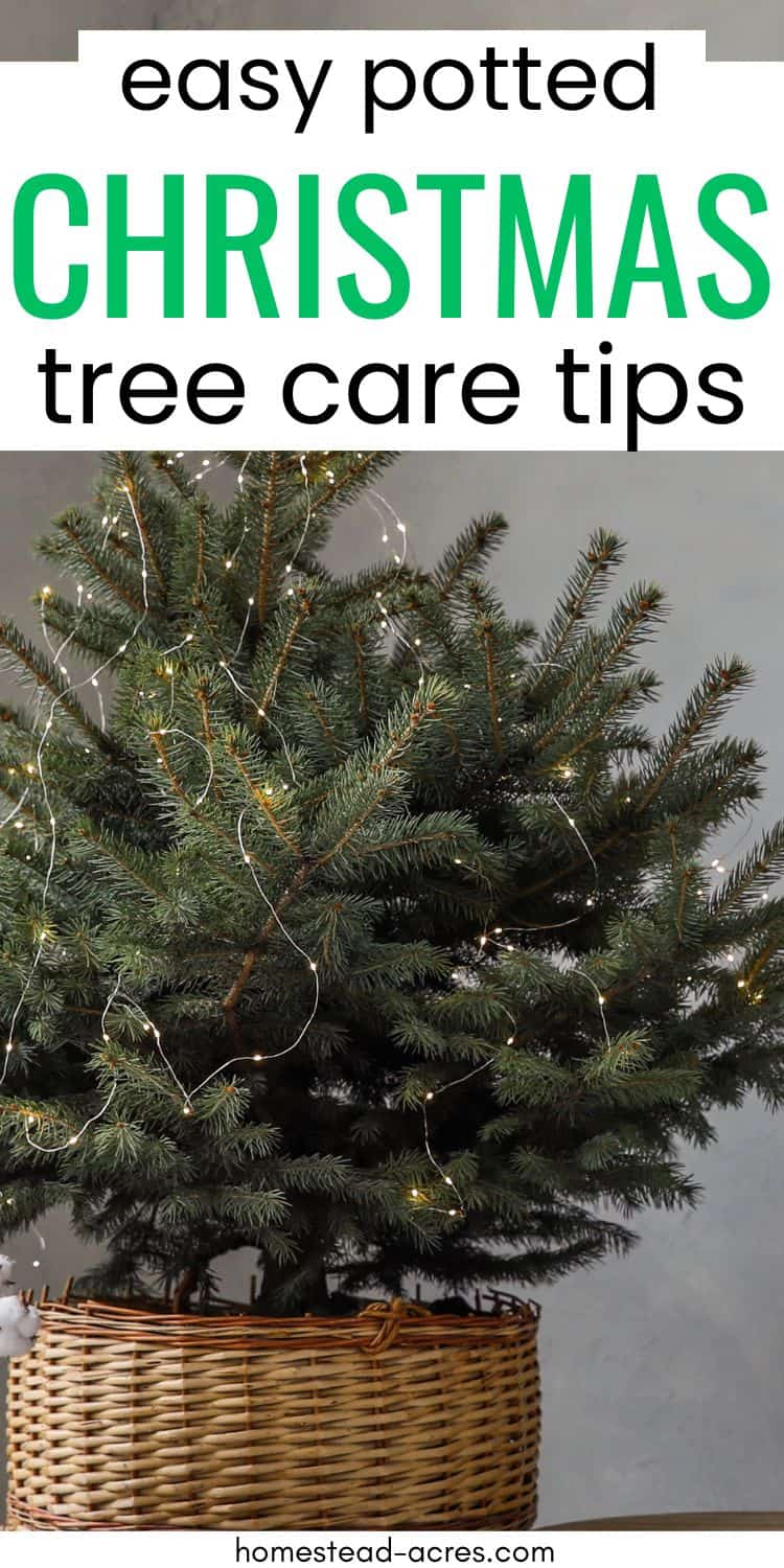 How To Care For Your Potted Christmas Tree