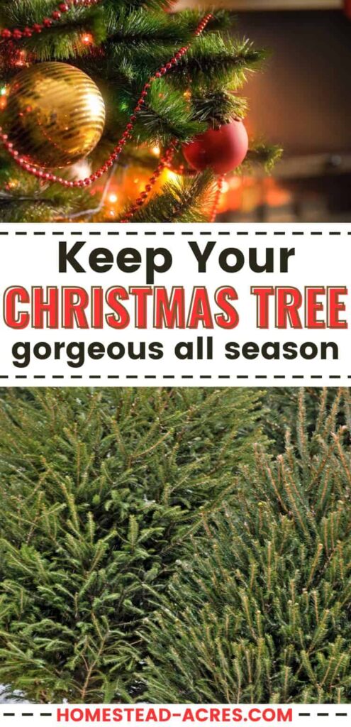 Collage image, top a Christmas tree decorated with gold and red ornaments, bottom live trees at a Christmas tree lot. Text overlay says Keep Your Christmas Tree Gorgeous All Season.