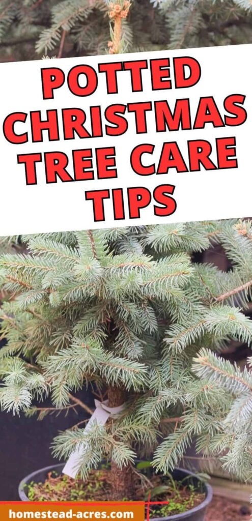 Little pine tree in a pot. Text overlay says Potted Christmas Tree Care Tips.