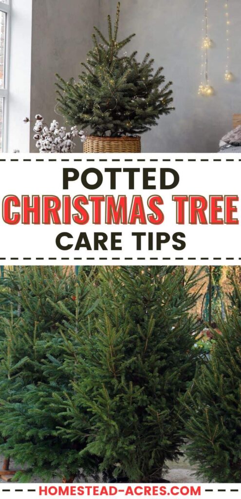 Collage image or potted Christmas trees. Text overlay says Potted Christmas Tree Care Tips.