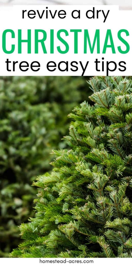 Pine tree at a Christmas tree lot. Text overlay says Revive A Dry Christmas Tree Easy Tips.