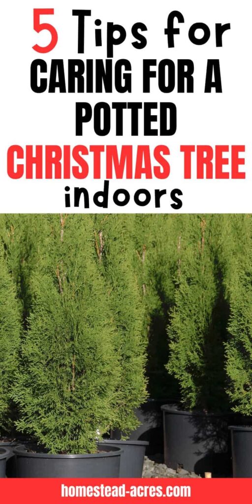 Potted Christmas trees. Text overlay says 5 Tips For Caring For A Potted Christmas Tree Indoors.