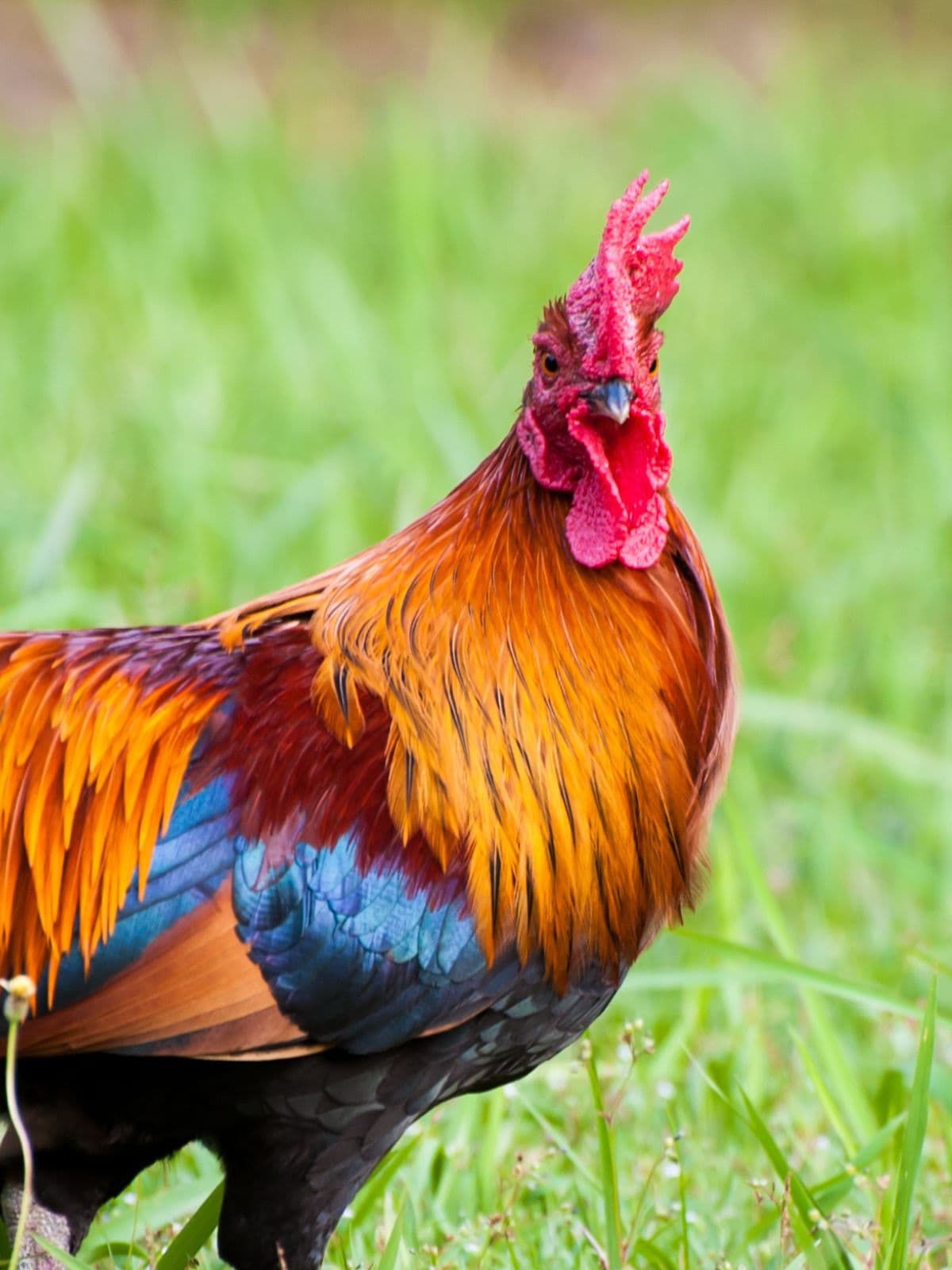 Chickens