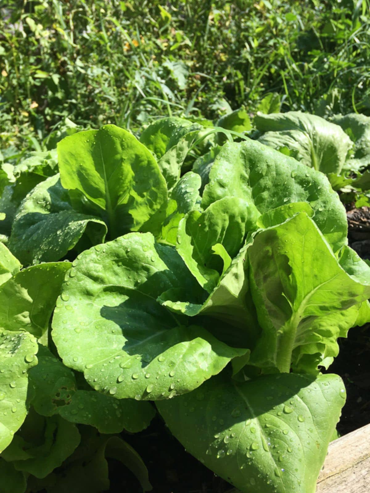 Lettuce growing in the garden.