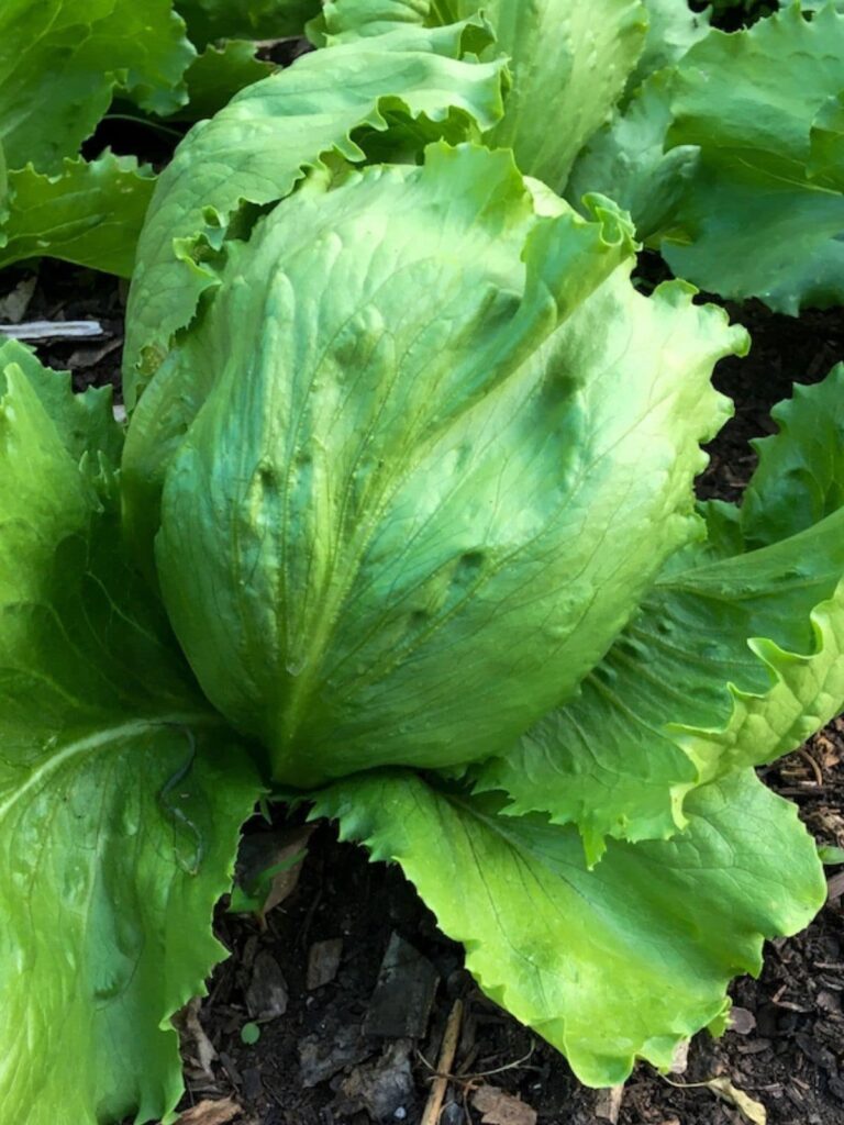 Iceberg lettuce growing in a garden and ready to harvest.