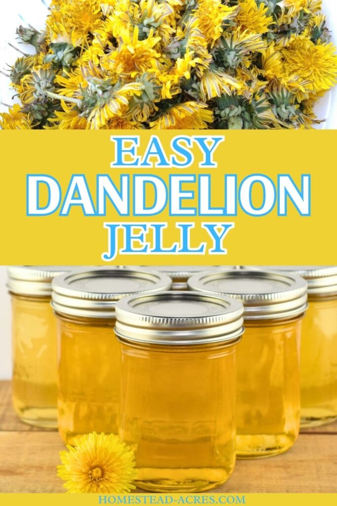 Clear jars of dandelion jelly sit on a wooden surface, accompanied by a bright yellow dandelion flower, highlighting a dandelion jelly recipe.