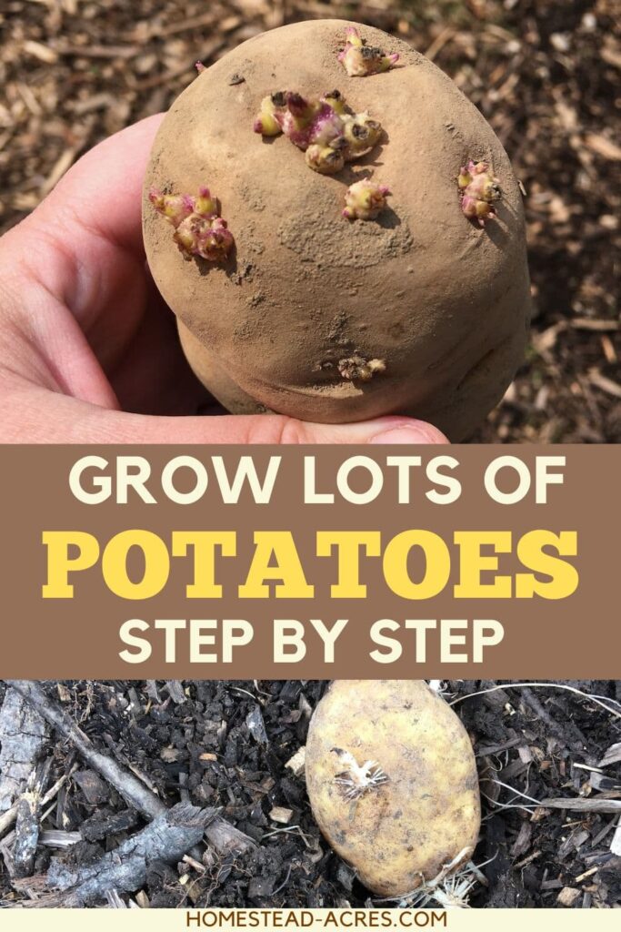Collage of sprouting seed potatoes and a potato planted in the garden. The text overlay says Grow Lots Of Potatoes Step By Step.