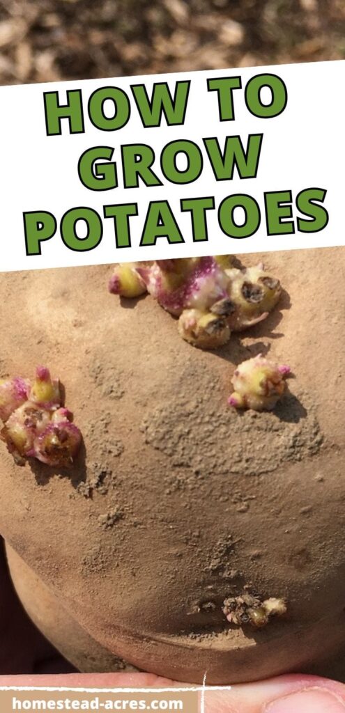 A large potato sprouting. The text overlay says How To Grow Potatoes.