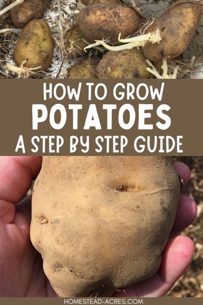 Seed potatoes sprouting. Text overlay says How To Grow Potatoes A Step By Step Guide.
