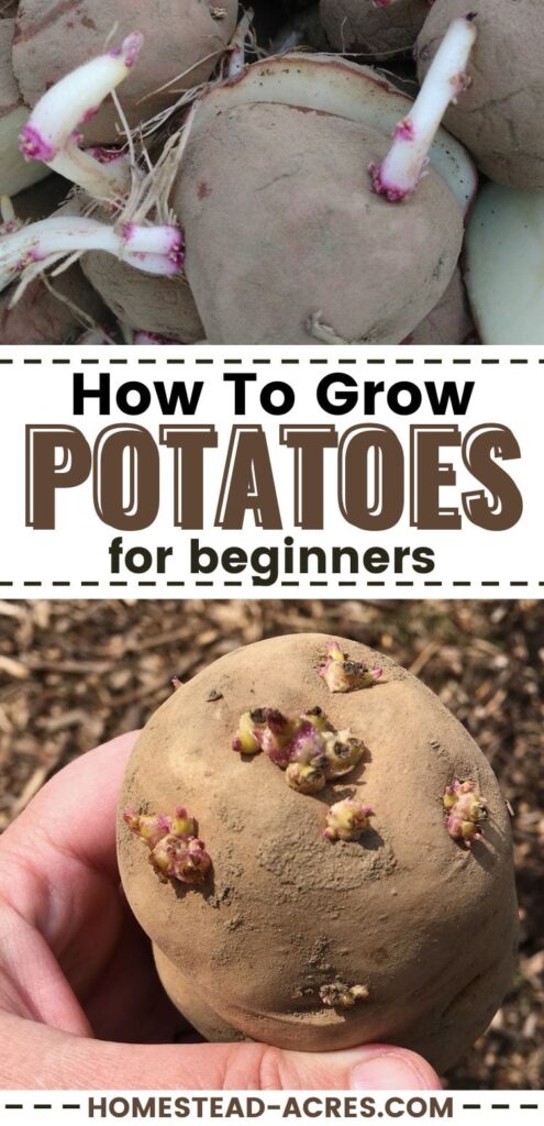 Collage of seed potatoes sprouting.