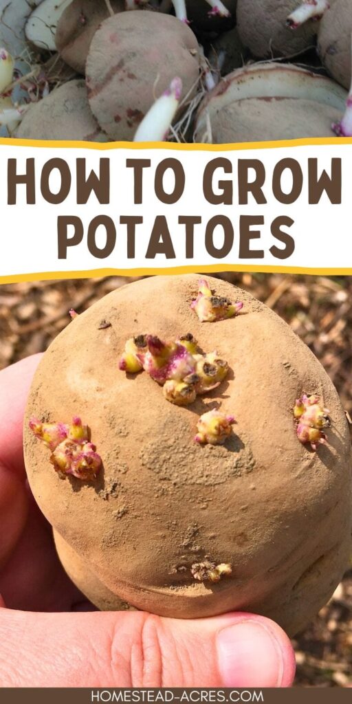 Collage image of seed potatoes sprouting. The text overlay says How To Grow Potatoes.