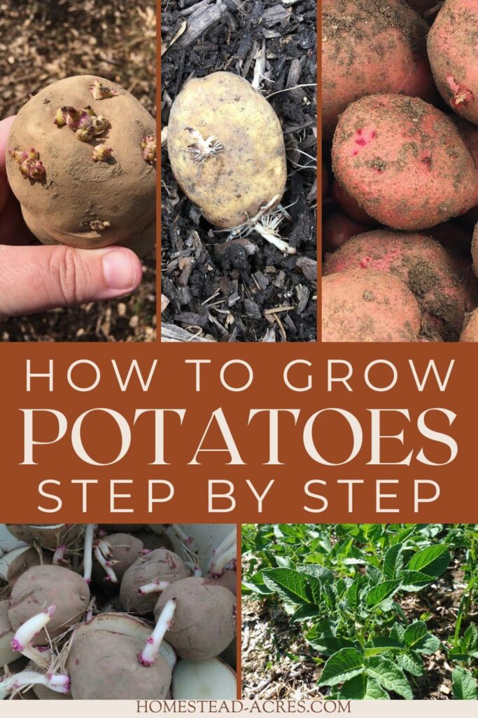 Collage image of seed potatoes and potato plants. The text overlay says How To Grow Potatoes Step By Step.