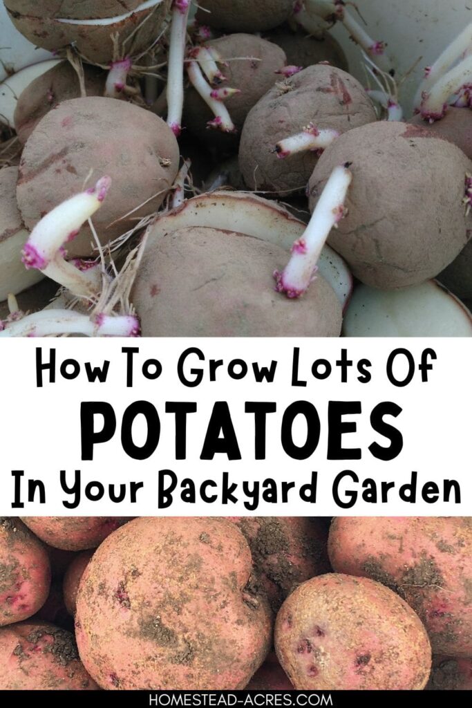 Collage of seed potatoes with sprouts and without. The text overlay says How To Grow Lots Of Potatoes In Your Backyard Garden.