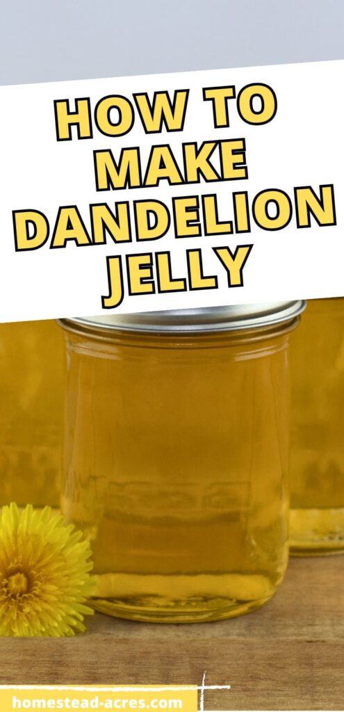 Jars filled with yellow dandelion jelly on a wooden table next to a dandelion flower. The text overlay says How To Make Dandelion Jelly.