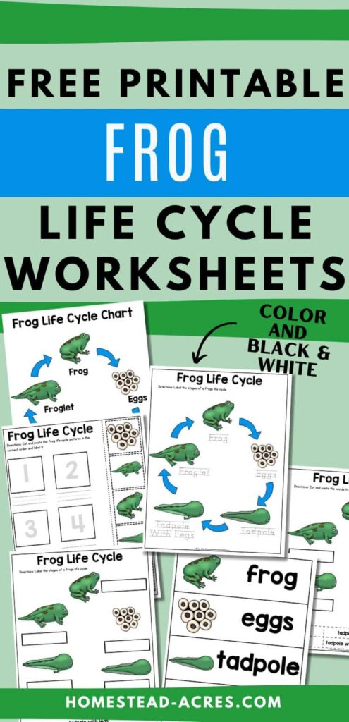 Collage of sample worksheets for a frog life cycle. The text overlay says Free Printable Frog Life Cycle Worksheets. Color And Black & White.