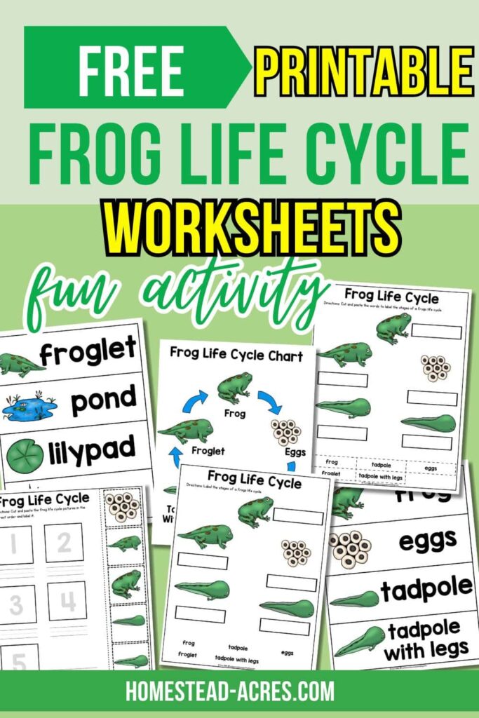 A collage image of sample frog worksheets. The text overlay says Free Printable Frog Life Cycle Worksheets Fun Activity.