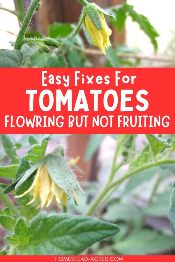 A collage of tomato plants flowering. The text overlay says Easy Fixes For Tomatoes Flowering But Not Fruiting.