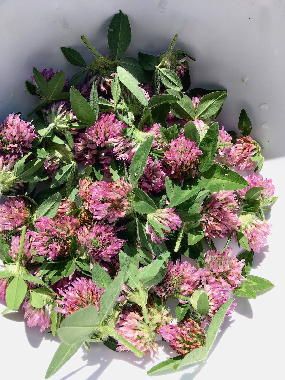 A white plastic bowl filled with freshly picked red clover flowers.