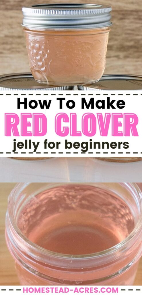 Collage image of jars of clover jelly. The text overlay says How To Make Red Clover Jelly For Beginners.