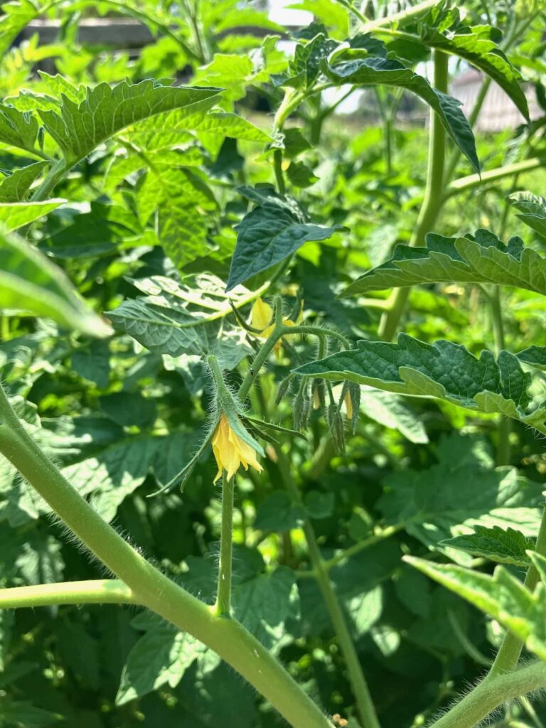 Why Your Tomato Plants Have Flowers But No Fruit