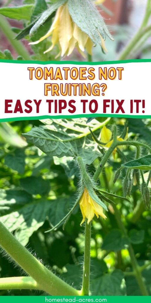 A collage of tomato flowers. The text overlay says Tomatoes Not Fruiting? Easy Tips To Fix It!