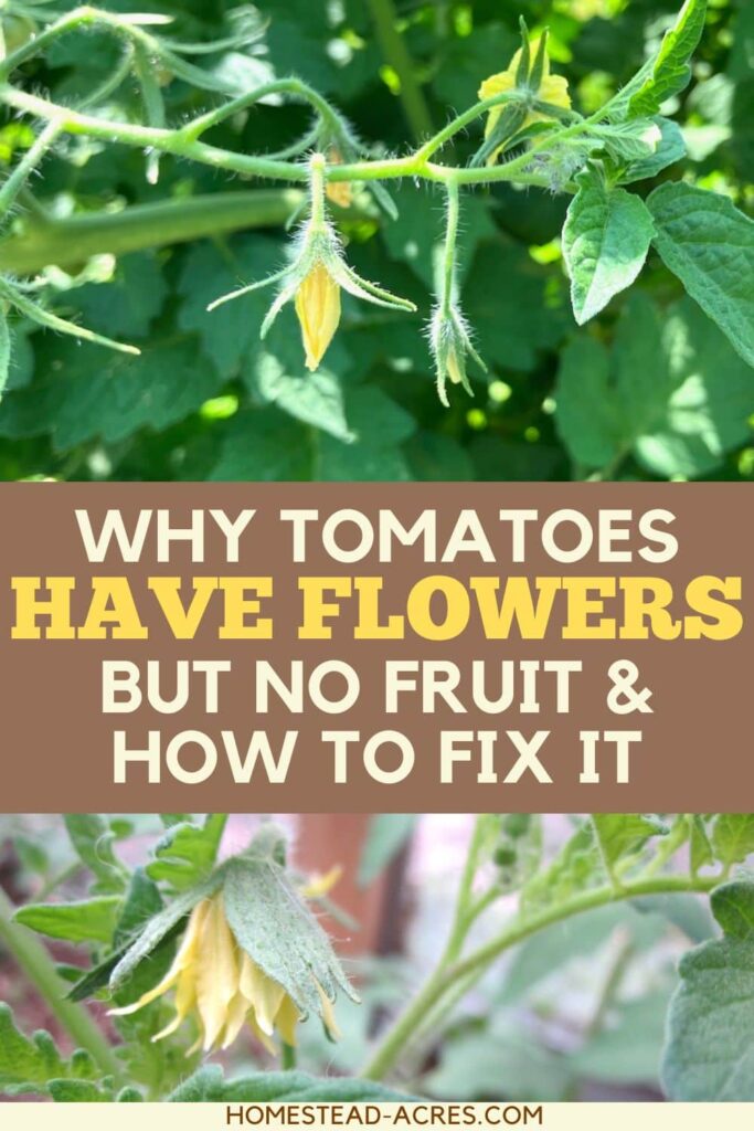 A collage of yellow tomato flowers. The text overlay says Why Tomatoes Have Flowers But No Fruit & How To Fix It.