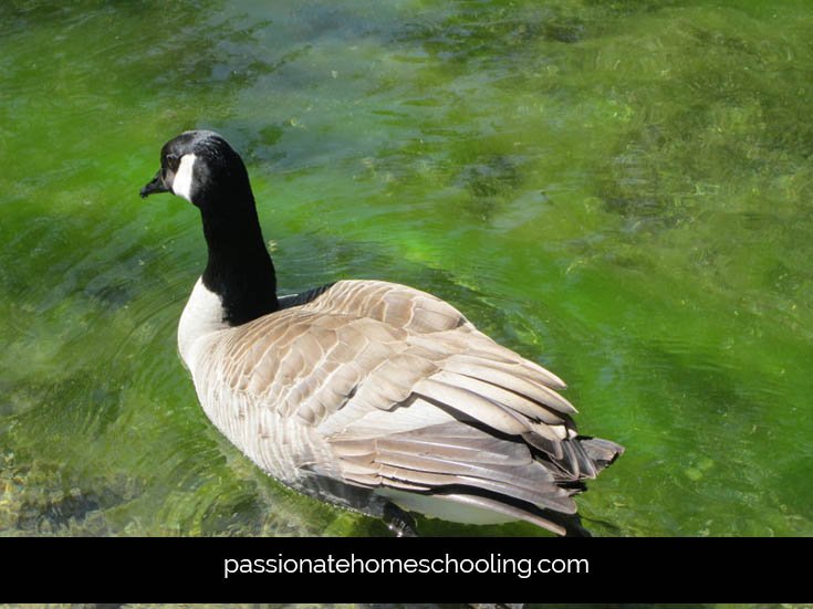 Canada Goose swimming.