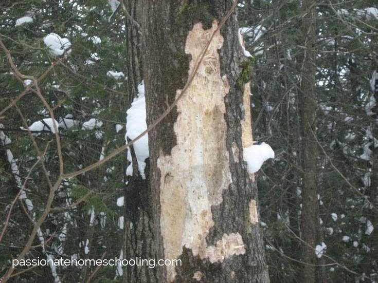 A tree with chewed bark.