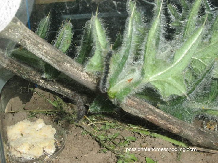 Caterpillars in a terrarium eating thistle leaves.