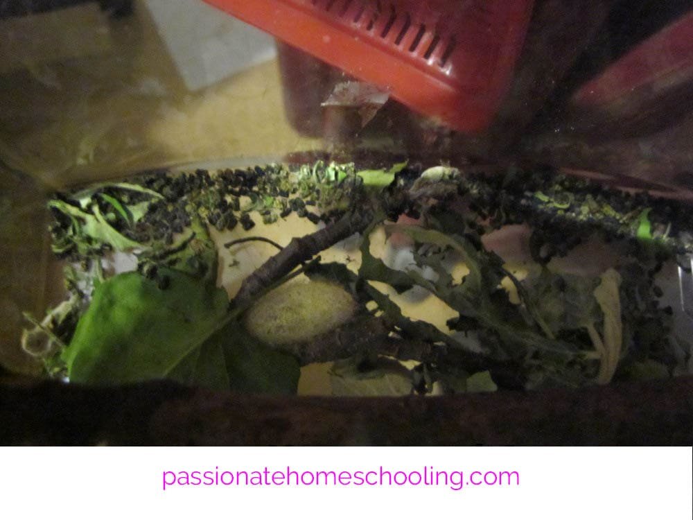 Yellow tent caterpillar cocoon in a plastic bug container.