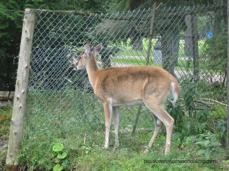 White tailed deer in a fenced yard.