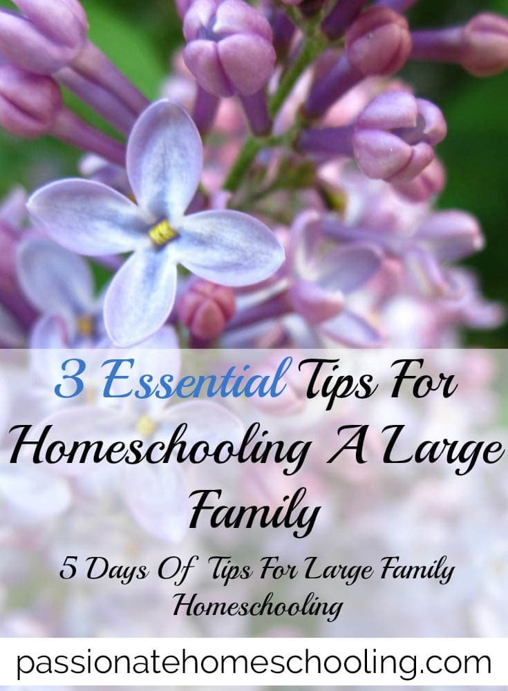 Purple lilac flowers with a text overlay that says 3 Essential Tips For Homeschooling A Large Family. 5 Days Of Tips For Large Family Homeschooling.