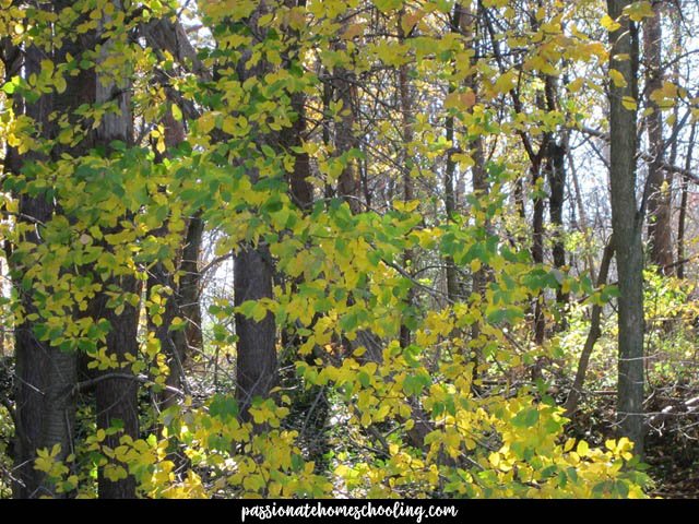 Leaves on a box elm maple tree turning yellow.