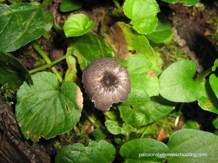 Small brown mushroom growing between plants.