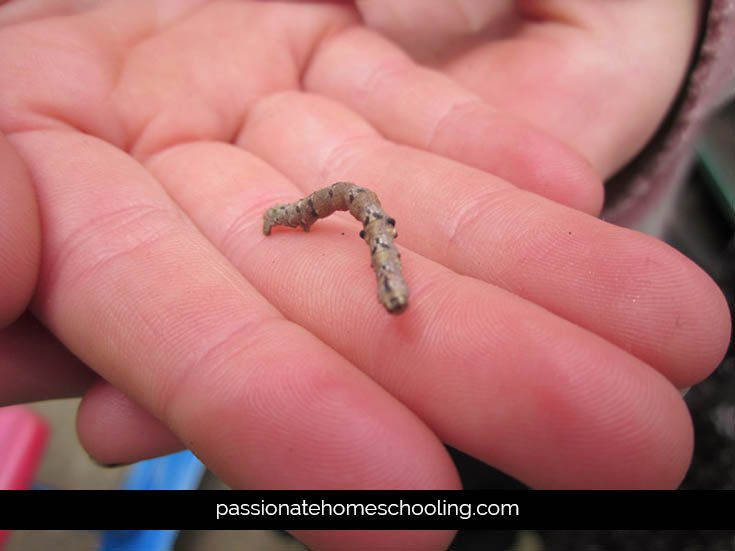 Brown  peppered moth caterpillar crawling on hands.