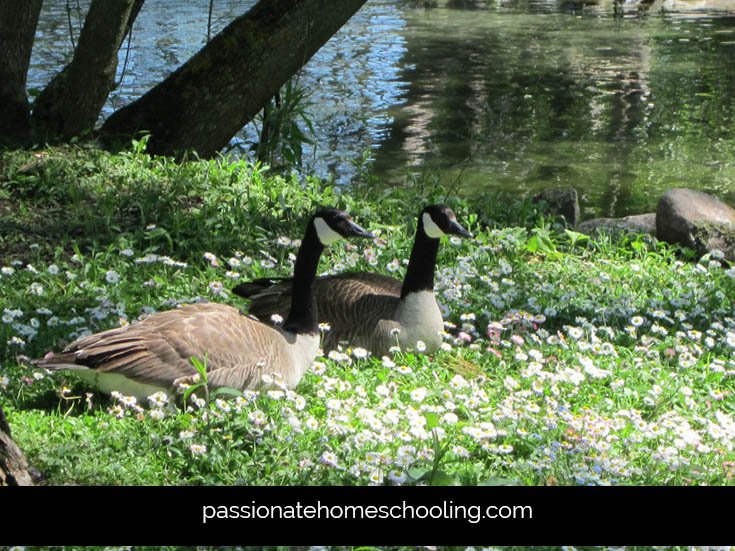 Canada geese sitting in flowers by a pond.