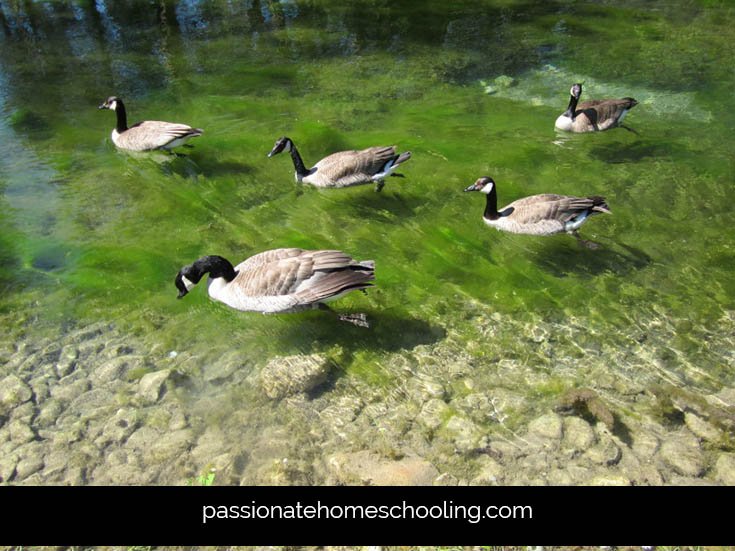5 Canada geese swimming in a pond.