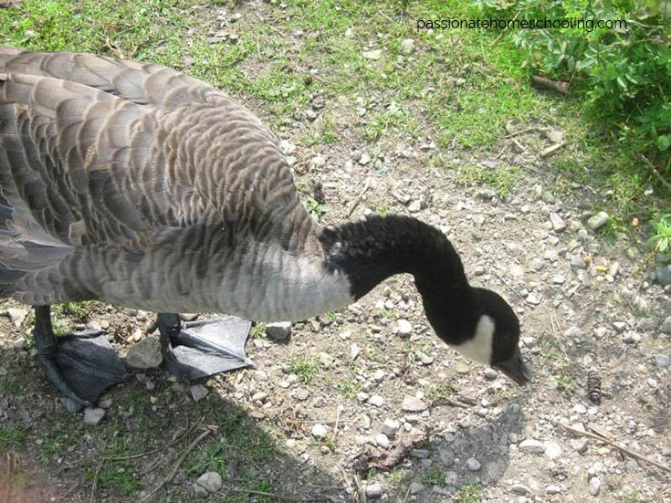 Canada Goose eating.