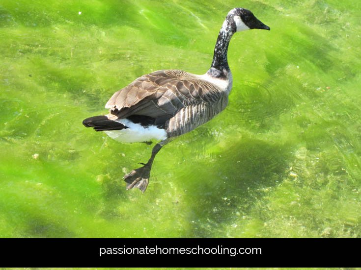 Canada goose swimming in a pond with green algae water.