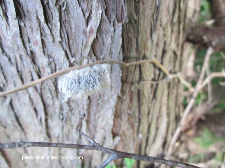 Fuzzy white caterpillar cocoon attached to a twig.